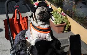 Check spelling or type a new query. The 10 Common Traits Of Top Notch Pet Sitters Wellness Pet Food