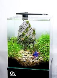 Freshwater Tank Tumblr Betta Aquarium Betta Tank Aquarium Fish Tank