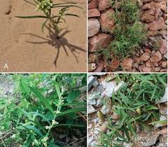 Image result for Cynanchum ledermannii