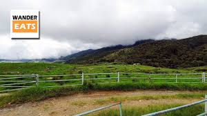 Datang ke ladang teh untuk anda melihat panorama hijau daun teh yang pasti sangat indah dan damai. Walk Desa Dairy Farm At Kundasang Sabah Youtube