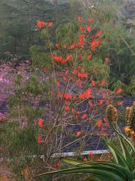 Image result for Erythrina madagascariensis