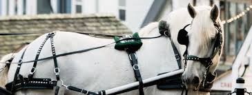 Victoria Carriage Tours - Tour ...