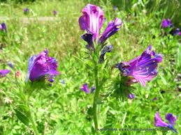 These purple perennial flowers and purple plants will give your garden a stunning color (with pictures and names). Paterson S Curse Urban Bushland Council Wa