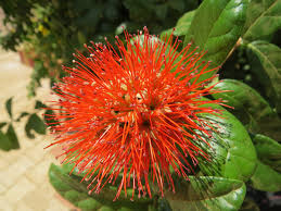 Image result for Combretum constrictum