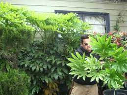 Click here to find out more. Fatsia Japonica Japanese Arailia Quick Pruning Tip Youtube