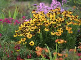 Woodland flowers come early in the spring, before the canopy closes overhead, then the lanes and verges are full of creamy beauty. Top Ten Flowers For An Autumn Border Saga