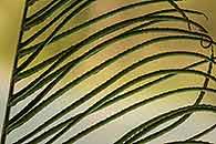 Image result for Blechnum attenuatum