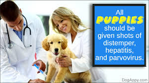 Puppy shots are only effective once a puppy has been weaned. Puppy Shots Cost Pet Ponder