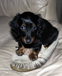 Despite its small size, this dog was effective in alerting the monks. White Long Haired Small Dog Free Image Peakpx