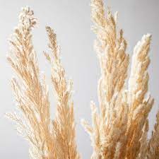 Dried Hardy Pampas Grass Grass Decor Pampas Grass Pampas Grass Decor