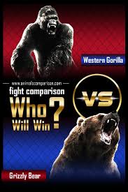 Maybe you would like to learn more about one of these? Grizzly Bear Vs Western Gorilla Fight Comparison Who Will Win