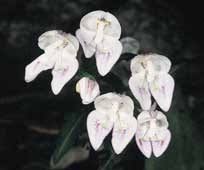 Image result for Disperis katangensis