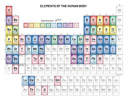 elements in the human body and what they do