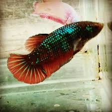 Female Giant Plakat Wild Betta Fish Betta Fish Types Betta Fish Betta
