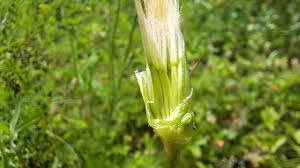 Image result for Pseudopodospermum hispanicum
