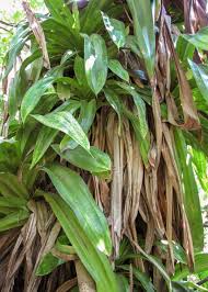 Image result for Pandanus sp. B