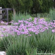 Image result for Tulbaghia cameronii