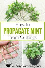 Propagating Mint Plants From Cuttings Step By Step Mint Plants Propagate Mint Growing Mint