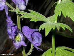 Image result for Afrocanthium vollesenii