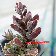 Image result for Crassula globularioides