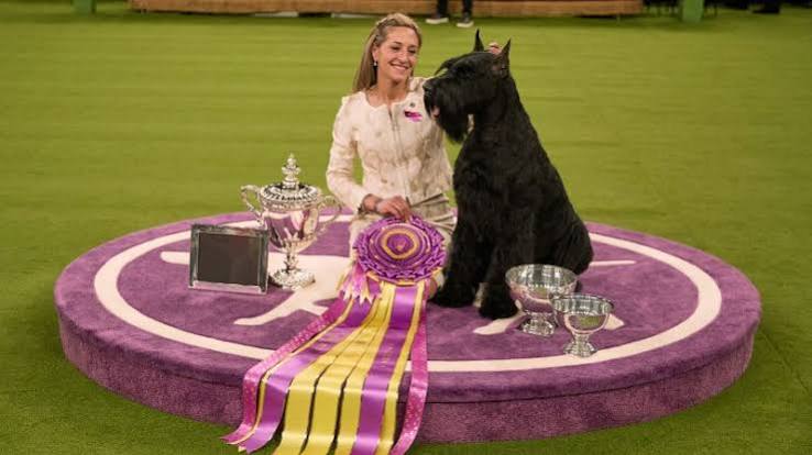 In pictures: The 149th Westminster Kennel Club Dog Show | CNN