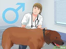 How to artificially inseminate a dog american bully pitbull artificial insemination. How To Artificially Inseminate A Dog 9 Steps With Pictures