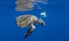 May 05, 2014 · modern sea turtles have been around for more than 100 million years. How Long Do Sea Turtles Live And Other Sea Turtles Facts Wwf