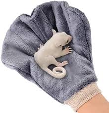 27 Sugar Glider Bonding Tips | Bonding With Your Sugar Gliders - Youtube