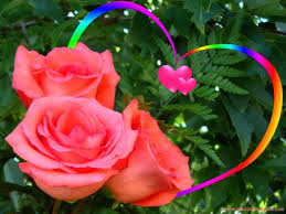 638 165 rose blossom bloom. Love Wallpaper Nice Flower