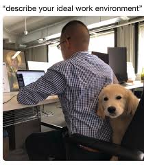 These highly nsfw memes are perfect for those bored at work. 28 Funniest Dog Memes Best Viral Dog Jokes And Pictures