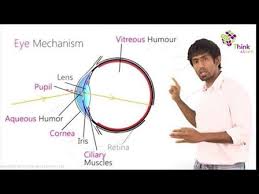 With help from other important structures in the eye, like the iris and cornea, the appropriate amount of light is. Structure And Functions Of Human Eye With Labelled Diagram