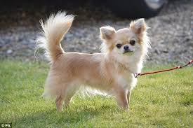 The chihuahua (affectionately called 'chi') may descend modern chihuahuas hail from chihuahua, mexico. Owners Devastated After Thieves Snatch Five Chihuahuas Worth 32 000 Including This Year S Best Puppy Crufts Champion Daily Mail Online