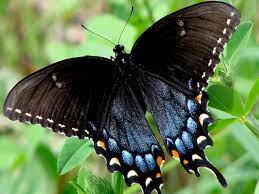 Mariposa Negra Significado Leyenda Reaccion Alergica Y Mas