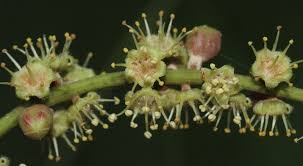Image result for Terminalia bellirica