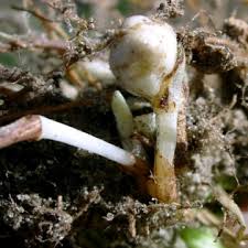 Image result for Commelina petersii