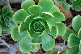 Maybe you would like to learn more about one of these? 15 Extraordinary Houseplants That Can Survive The Harsh Winter Cold Conserve Energy Future