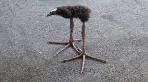 Pūkeko | Know Your Meme