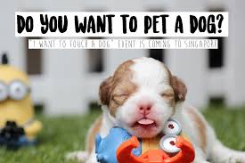 Touch is really just the name many dog trainers assign to a behavior called hand targeting. I Want To Touch A Dog Event Is Wagington Near You Soon In Singapore Weekendgowhere