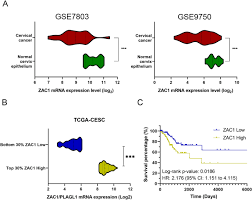 Cervical cancer is usually not hereditary; Gene Expression Profiling Identifies The Role Of Zac1 In Cervical Cancer Metastasis Scientific Reports