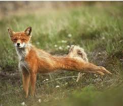 Pin Von Daniel S Auf Lisy Fuchs Tiere