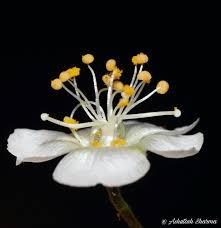 Image result for Wissadula