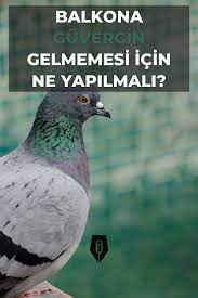 balkona kuslarin gelmemesi icin ne yapmali 2021 balkon dogal tedaviler kus