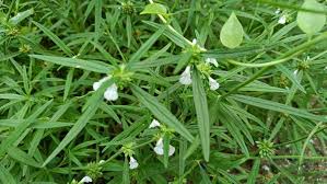 Image result for Leucas