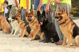Some backyard and front yard situations can cause a dog to start reacting to people and dogs who pass. 21 Best Outdoor Dogs Breeds That Thrive Outside Canine Weekly