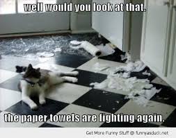 Cats Vs Toilet Paper 29 Memes And Comics I Can Has Cheezburger Would you look at that, episode 32 of simply micho in webtoon. cats vs toilet paper 29 memes and