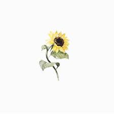 Black sunflower wallpapers and background images for all your devices. The Sunflower Company Home Facebook
