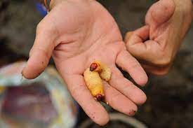 Dreams About Worms Meaning And Interpretation