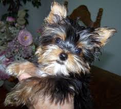 We did not find results for: Welcome To The Wonderful World Of Yorkshire Terriers Breeder In East Texas Yorkshireterrier Yorkshire Terrier Yorkshire Terrier Puppies Yorkshire Terrier Dog