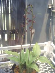 Image result for Liparis nervosa