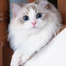 20 Beautiful Cat Breeds That Will Cost You A Fortune | Catlov